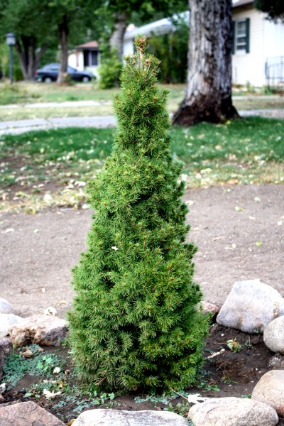 free high resolution photo of a miniature pine tree