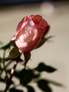 pink rosebud - free high resolution photo