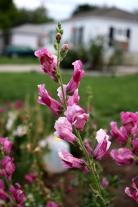 pink snapdragon flowers - free high resolution photo