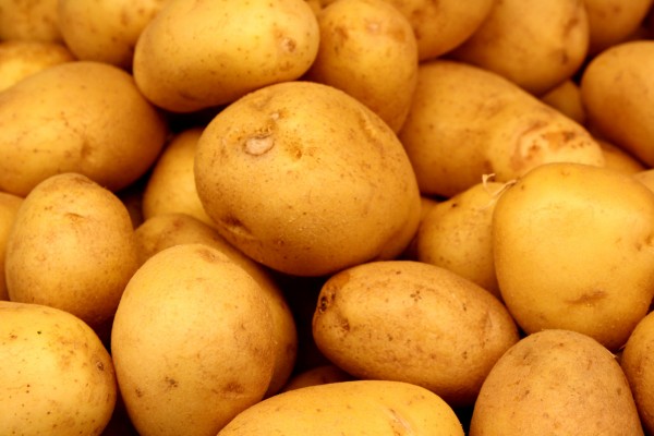 free high resolution photo of yukon gold potatoes