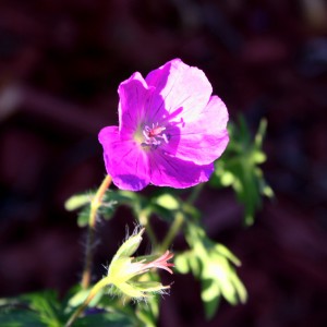 free high resolution photo of a purple flower