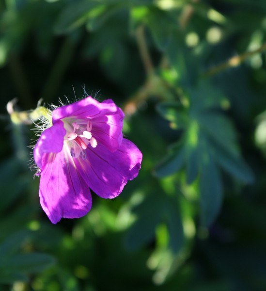 free high resolution photo of purple flower in the sunlight