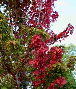 free high resolution photo of a maple tree with red autumn leaves