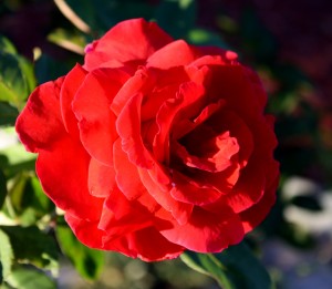 Free photo of a red rose in bloom