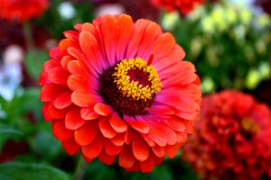 red zinnia flower - free high resolution photo