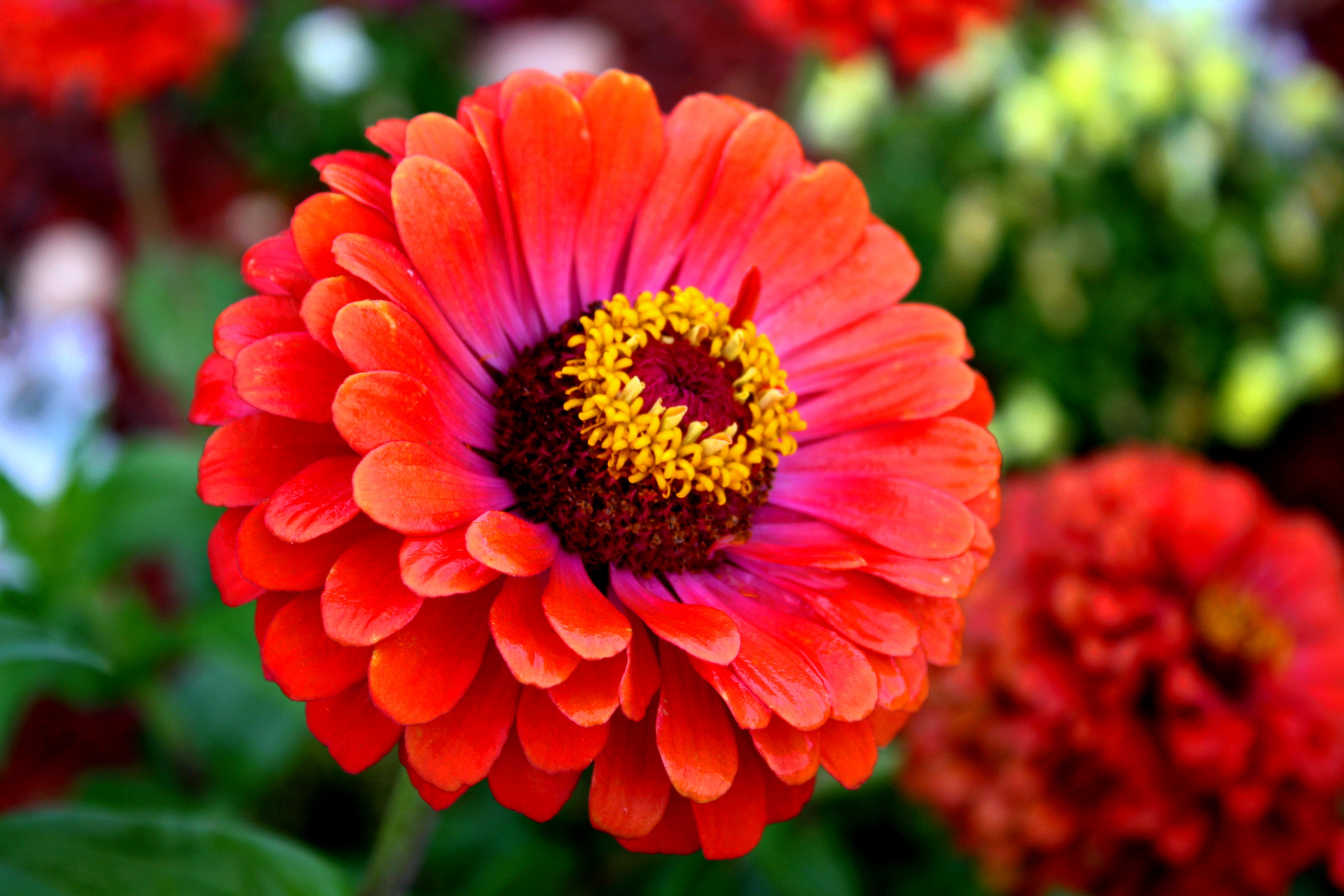 Growing Zinnia Flowers: Easy Plants for Your Landscape and Containers