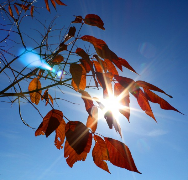 free high resolution photo of sun shining through fall leaves