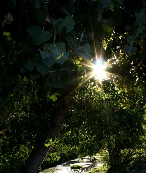 Free photo of sunlight through trees with a creek in background