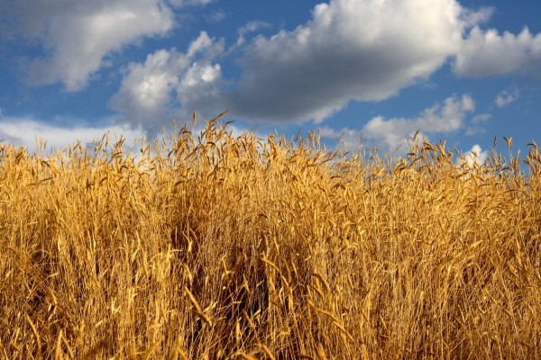 tall golden autumn grass with blue sky - free high resolution photo