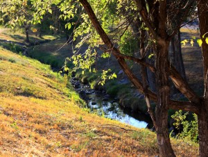 Free high resolution photo of a tree on the banks of a creek
