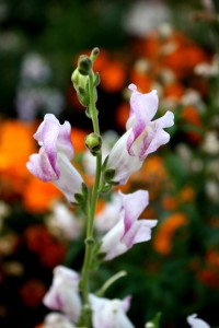 white snapdragons with pink tips - free high resolution photo
