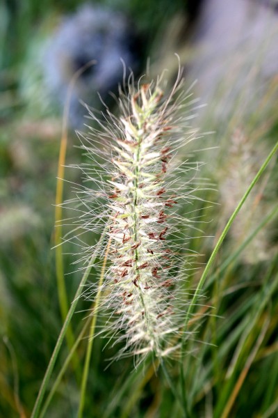 free high resolution closeup photo of wild grass gone to seed
