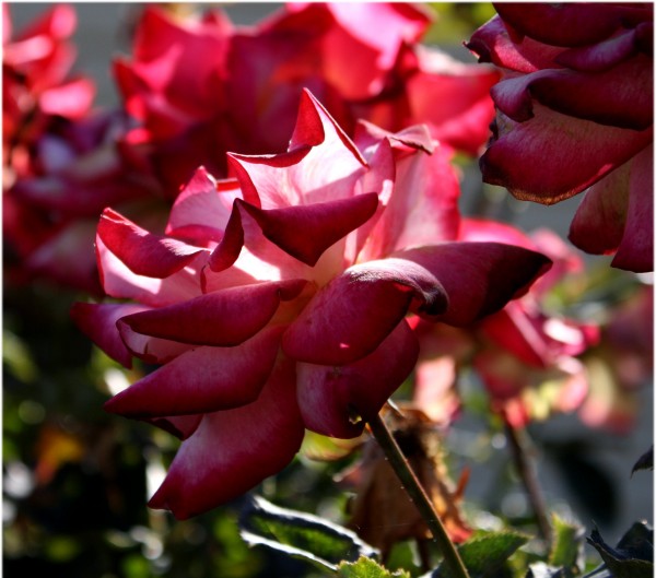 Free high resolution photo of a rose with wilting petals