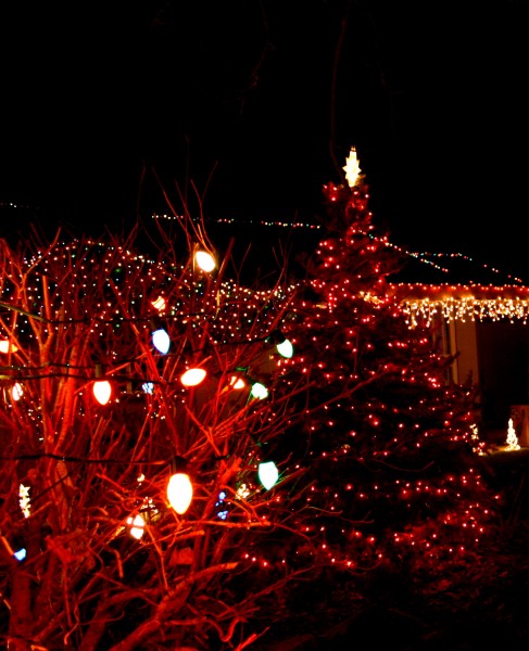 yard with christmas tree and lights - free high resolution photo