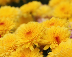 free high resolution photo of yellow and orange chrysanthemums