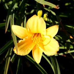 Free photo of a yellow flower