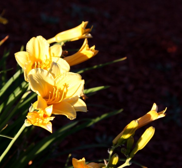 free high resolution photo of yellow flowers