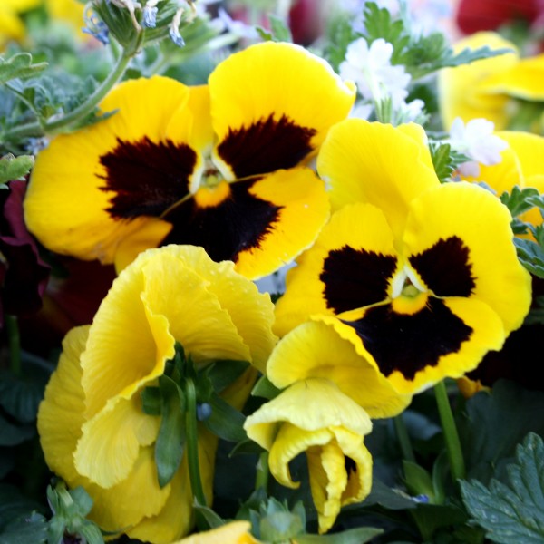 free photo of yellow pansy or viola flowers