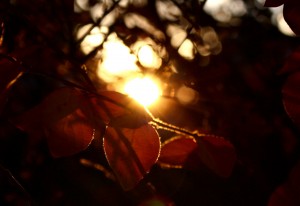 Artistic Backlit Autumn Leaves - Free High Resolution Photo