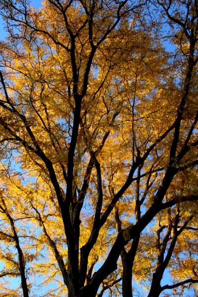 Autumn Locust Tree - Free High Resolution Photo
