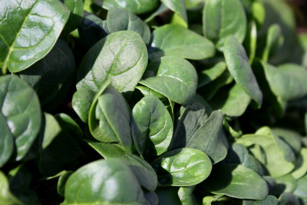 Baby Spinach - Free High Resolution Photo