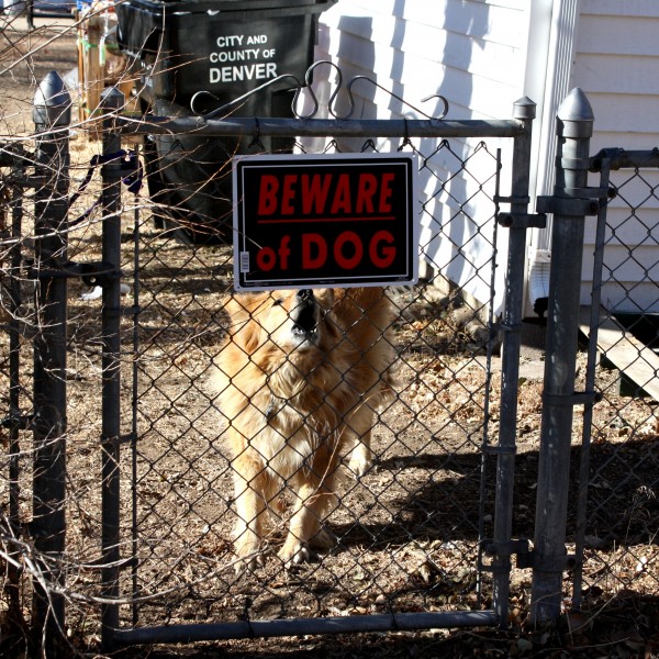 Barking Dog with Beware Sign - free high resolution photo