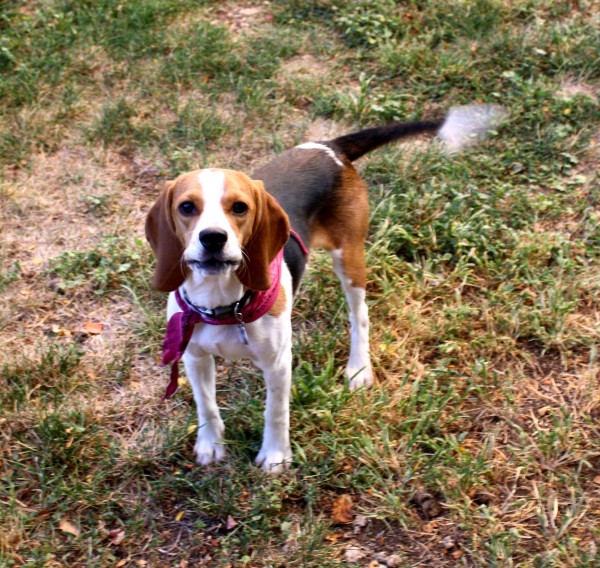 Beagle with wagging tail - free high resolution photo