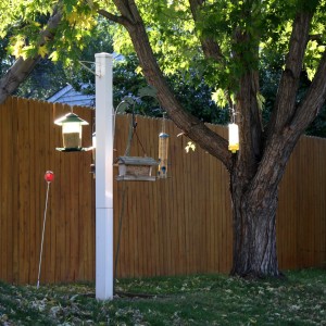 bird feeders in the sun - free high resolution photo