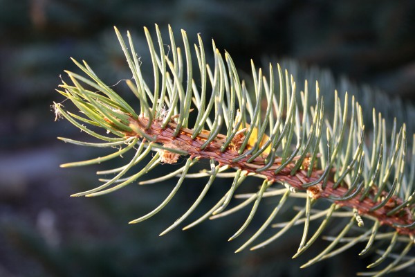 Blue Spruce Branch - free high resolution photo