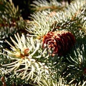 Blue Spruce Pine Cone - free high resolution photo