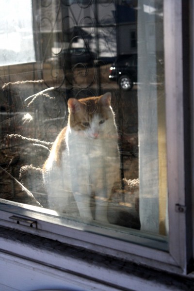 Cat Seen Through Window - Free High Resolution Photo