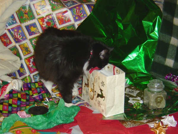 Cat Peeking in Christmas Gift Bag - Free photo