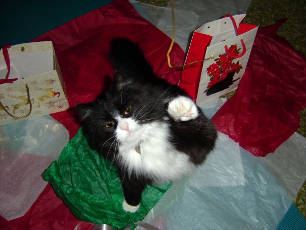 Cat Reaching for Christmas Ribbon - Free High Resolution Photo