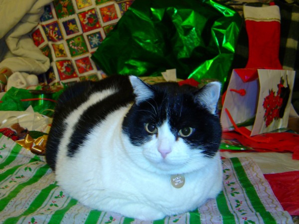 Cat with Christmas Wrapping Paper - Free high resolution photo 