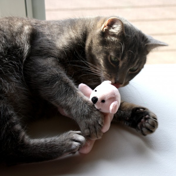 Cat With Teddy Bear - free high resolution photo