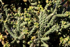 Cylindropuntia Acanthocarpa Buckhorn Cholla Cactus - Free High Resolution Photo