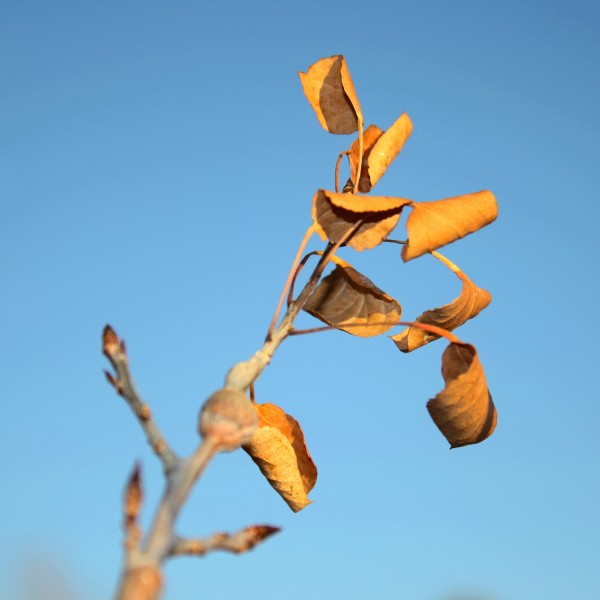 Dead Aspen Leaves - Free high resolution photo