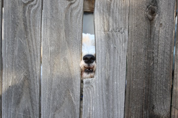 dog with nose in hole of fence - free high resolution photo