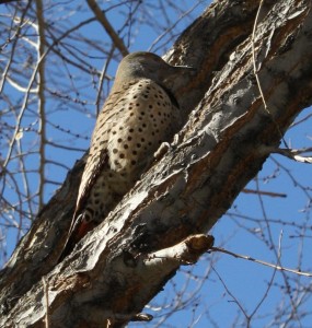 Flicker Bird - free photo