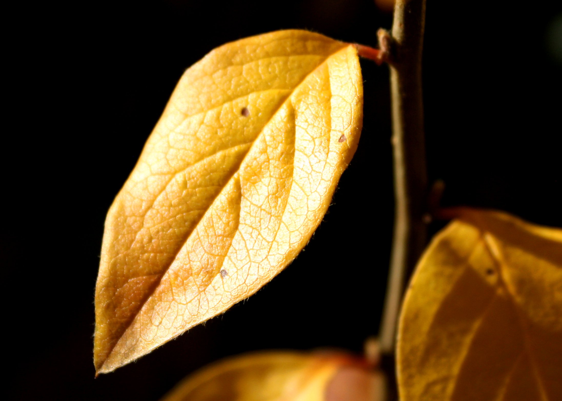 Golden Leaf Picture | Free Photograph | Photos Public Domain