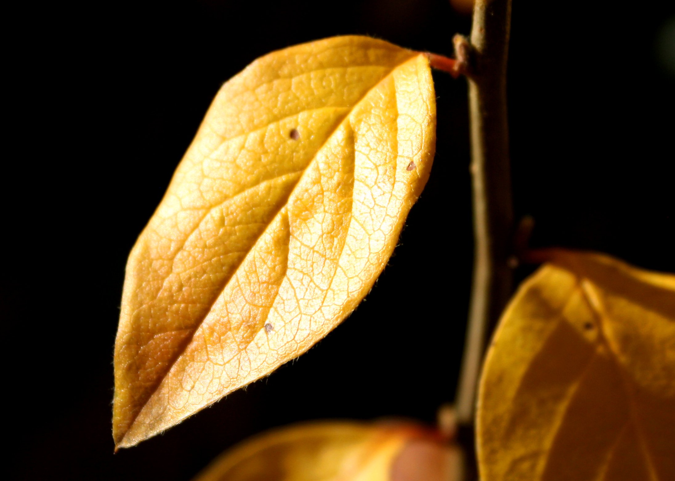 Golden leaf