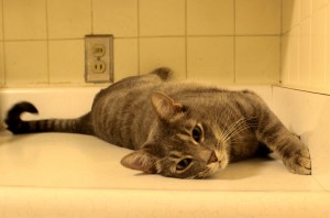 Gray tabby cat on kitchen counter - free high resolution photo