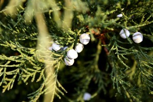 Juniper Branch with Berries - Free high resolution photo