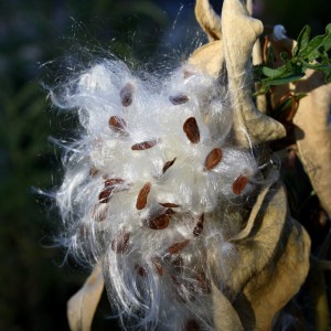 Milkweed seed pod - free high resolution photo