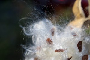 Milkweed seeds - free high resolution photo