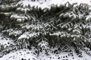 Pine Branches and Snow Texture - Free High Resolution Photo