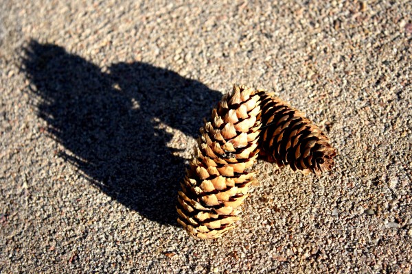 Pine Cones - Free High Resolution Photo