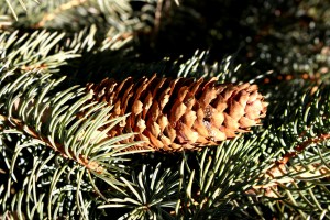 Pine Cone on Tree - free high resolution photo