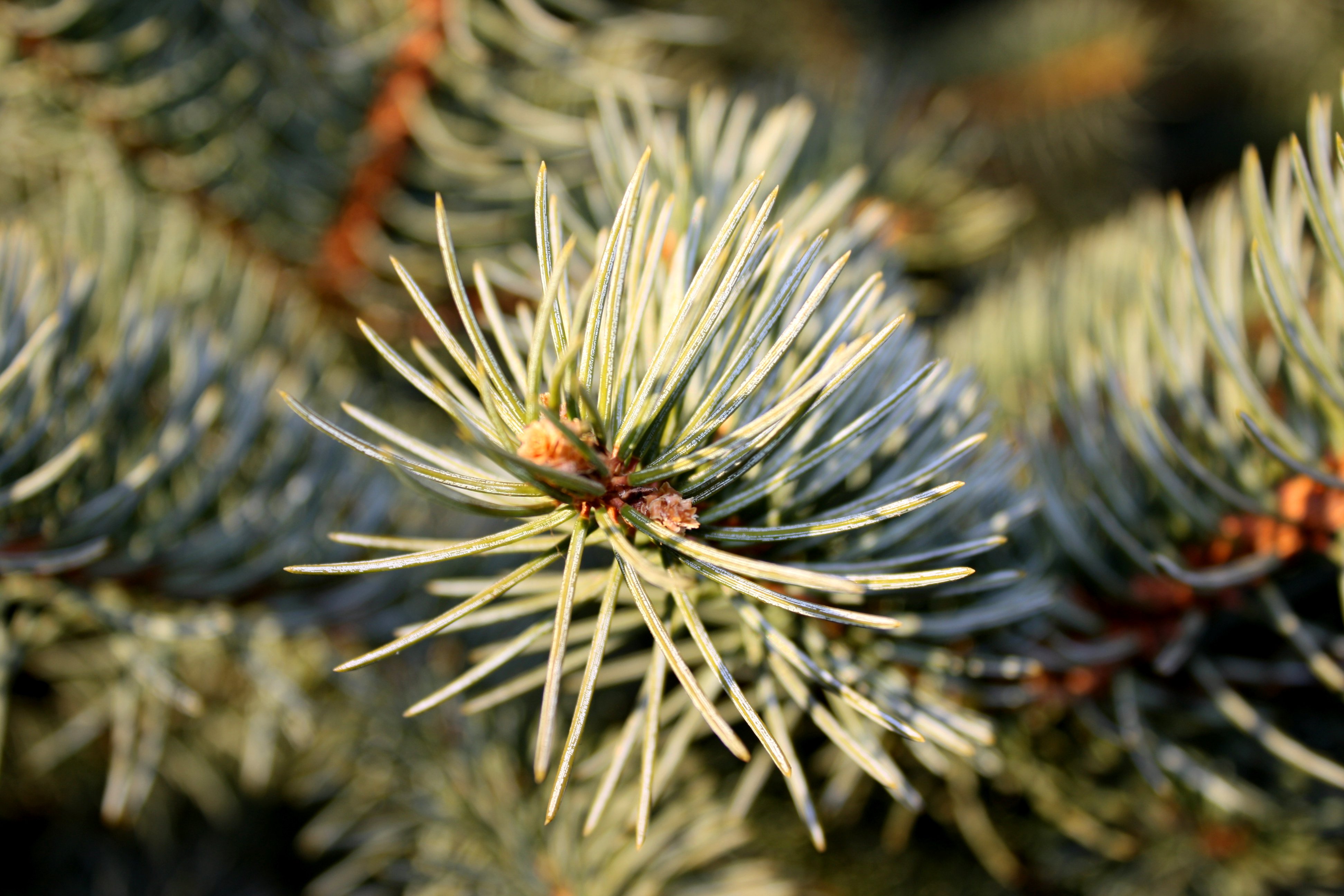 pine needles