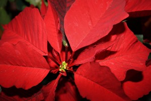 Poinsettia Flower Closeup - free high resolution photo